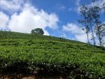 tea plantaions.jpg