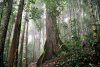 3_Jan_Big_Kenichi_Primary-lowland-dipterocarp-forest-in-the-Heart-of-Borneo.jpg