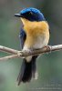 bornean_blue_flycatcher_c1.jpg