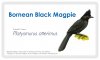 bornean-black-magpie.jpg