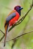 Diard_s_Trogon_11.jpg