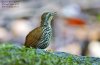 rnean%20Wren-Babbler%20(%20Ptilocichla%20leucogrammica%20)%20Borneo%20June%202014%20BO-BOWB-02-L.jpg