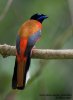 scarlet_rumped_trogon_8298_nk.jpg