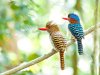 24845210-Bird-banded-kingfisher-female-in-thailand--Stock-Photo.jpg