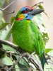 400px-Red-crowned_Barbet.jpg