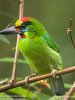 Red-throated_Barbet.jpg