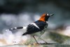 550px-Male-Chestnut-naped-Forktail4.jpg