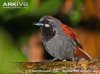 Black-throated-babbler.jpg