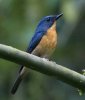 large_blue_flycatcher.jpg