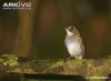 Grey-chested-jungle-flycatcher-on-a-branch.jpg