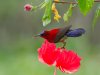 crimson-sunbird-100904-102eos7d-img_9380.jpg