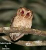 Reddish_Scops_Owl.jpg