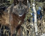 -Wolf-Center-near-Ely-is-an-educational-center-that-supports-and-promotes-the-survival-of-wolves.jpg