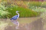 The-Blackwater-National-Wildlife-Refuge-located-just-12-miles-south-of-Cambridge.jpg