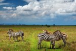 National-Park-is-a-haven-for-wildlife-and-only-7-km-from-the-skyscrapers-of-Nairobis-city-center.jpg