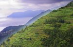 cinque-terre-vineyard.jpg