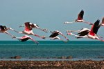 Masirah-Island.jpg