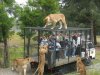 Taman safari Indonesia II Prigen Pasuruan5.jpg