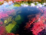 Ca%C3%B1o-Cristales-river-has-aquatic-plants-but-is-devoid-of-the-fish.jpg