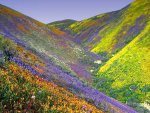 Valley-of-Flowers.jpg