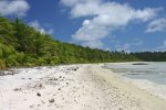 highed-Curlews-Numenius-tahitensis.-Six-species-of-terrestrial-crabs-are-bossing-in-the-islands..jpg