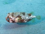 Puffer-Fish-in-Martinique.jpg