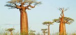 Beatiful-trees-in-dakar-senegal.jpg