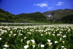 Calla-lily-Taipei-City.jpg