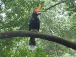 Hornbill-in-bird-park.jpg