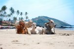 Cow-Beach-India.jpg