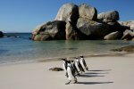 Boulders-Beach-South-Africa.jpg