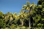 Lord-Howe-Island.jpg