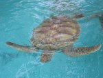 Home-to-the-endangered-Loggerhead-Turtle.jpg