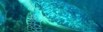 r-Reef-is-a-300-kilometer-190-miles-long-section-of-the-Mesoamerican-Barrier-Reef-System-640x198.jpg