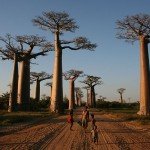 Avenue-of-the-Baobabs-150x150.jpg