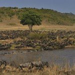 Masai-Mara-150x150.jpg