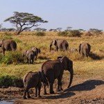Serengeti-National-Park-150x150.jpg