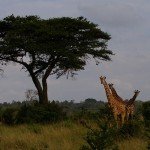Nairobi-National-Park-150x150.jpg