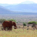 Tsavo-National-Park-150x150.jpg