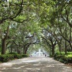 savannah-150x150.jpg