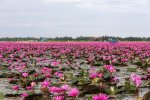 Red-Lotus-Flower-Up-Close-in-Udon-Thani.jpg