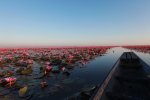 Tall-Grass-and-Red-Lotus-Flowers.jpg