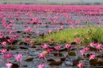 Red-Lotus-Lake-Kumphawapi-Thailand.jpg