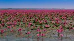 Red-Lotus-Lake-Kumphawapi.jpg