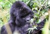 oneymoon-Gorilla-credit-Volcanoes-Safaris-1200x800.jpg