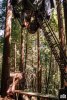 pinecone-treehouse-02-treehouse-11.jpg