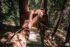 pinecone-treehouse-02-treehouse-12.jpg