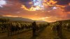 003000-26-Sutcliffe-Vineyards-sunset.jpg