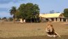 003141-06-Lion-at-Manor-House.jpg