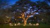 003140-06-sit-under-lantern-tree.jpg